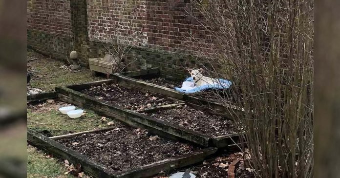 Mujer encuentra a la perrita más dulce durmiendo en su macizo de flores