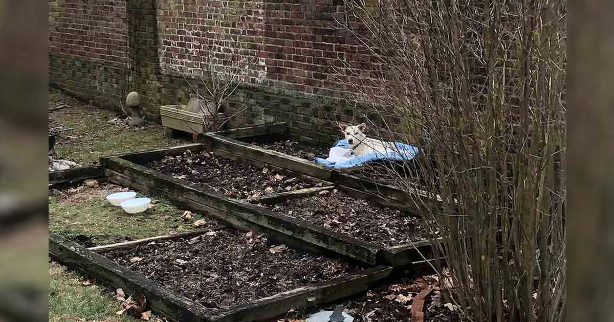 Mujer encuentra a la perrita más dulce durmiendo en su macizo de flores