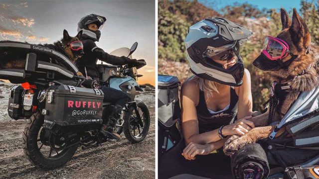 Pastor alemán le encanta pasear en moto y ahora viaja con papá por el mundo
