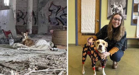 Perrita abandonada acurrucada en una manta, está agradecida de ser encontrada