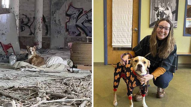 Perrita abandonada acurrucada en una manta, está agradecida de ser encontrada