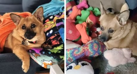 Perrita siempre elige el mismo juguete cuando va a la tienda por la razón más dulce