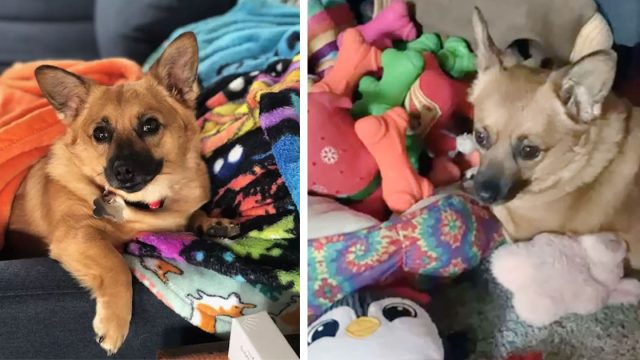 Perrita siempre elige el mismo juguete cuando va a la tienda por la razón más dulce