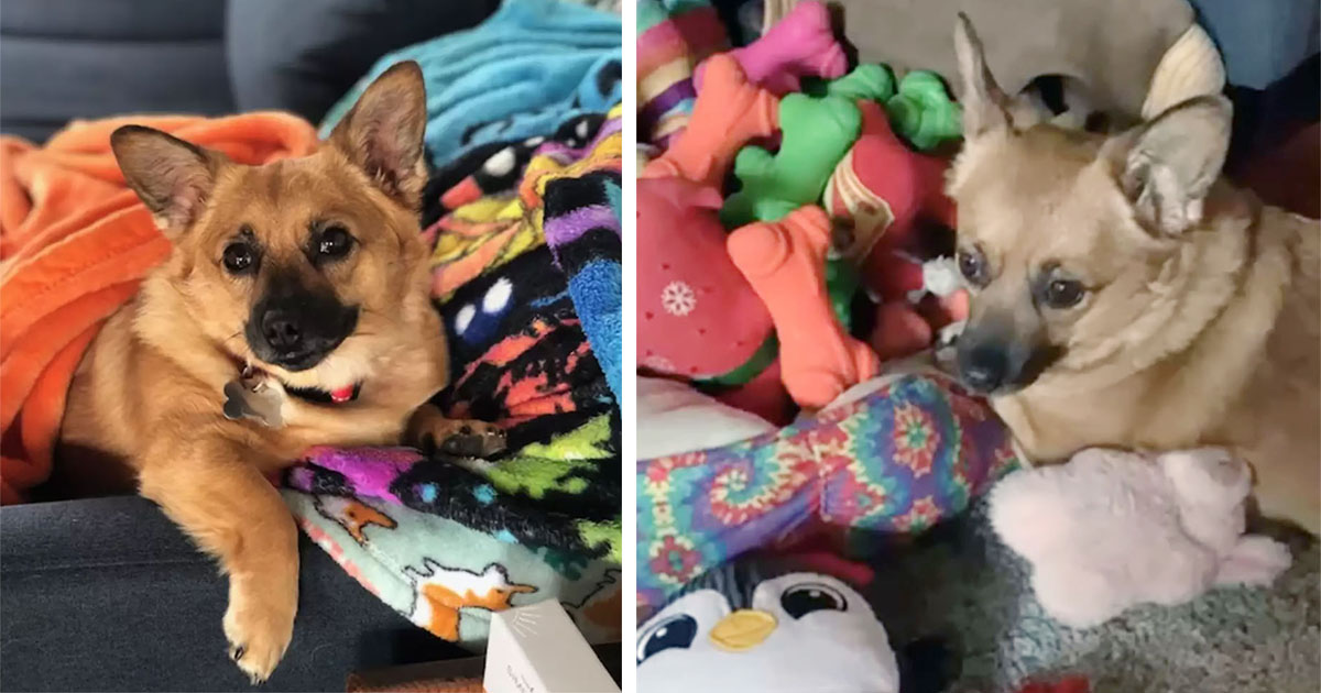 Perrita siempre elige el mismo juguete cuando va a la tienda por la razón más dulce