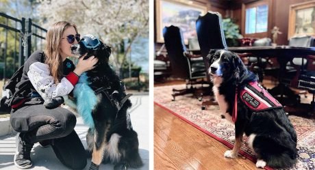 Perro de servicio hace todo lo que puede para tranquilizar a mamá