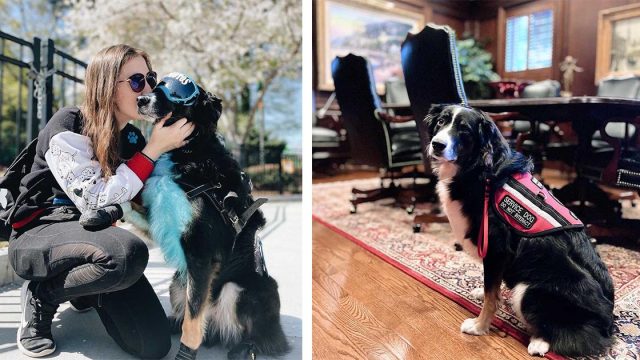 Perro de servicio hace todo lo que puede para tranquilizar a mamá