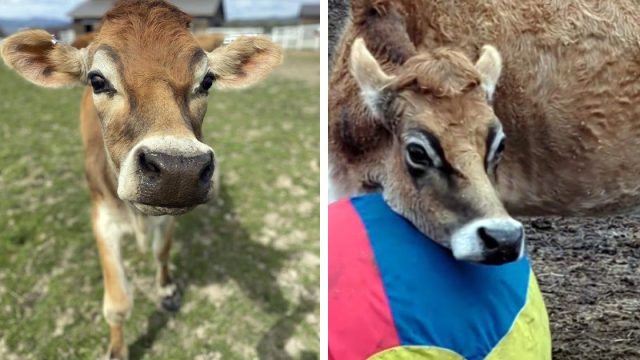 Vaca rescatada no deja de llorar hasta recuperar su juguete favorito