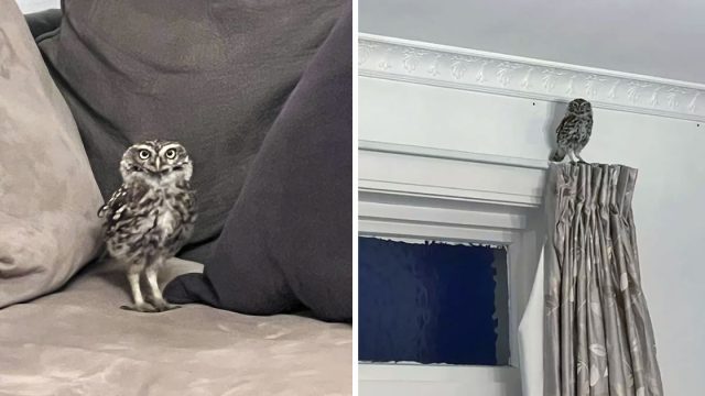 El búho más curioso empezó a visitar de repente a este hombre cada noche