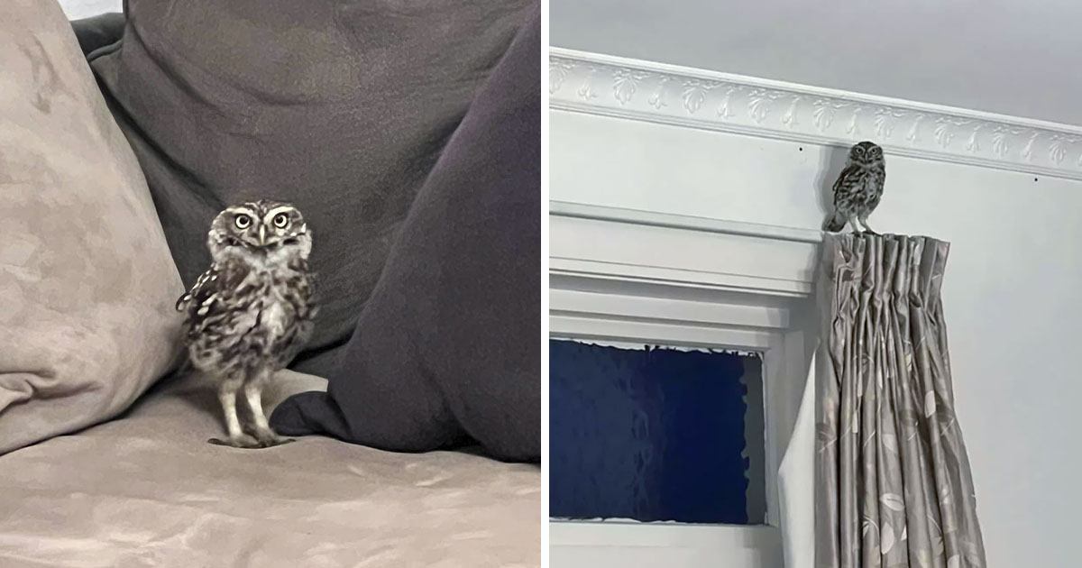 El búho más curioso empezó a visitar de repente a este hombre cada noche
