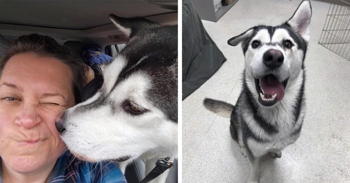 Familia conduce más de 2,000 millas para adoptar a un perro con la sonrisa torcida
