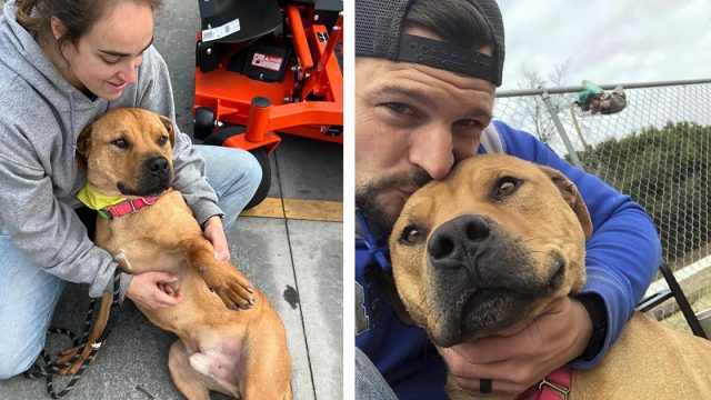 Perro amistoso le sonríe a la gente en un evento de adopción, pero nadie lo nota