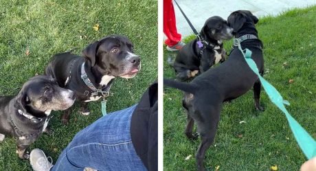 Perro de un refugio tiene la reacción más dulce al reencontrarse con su hermana