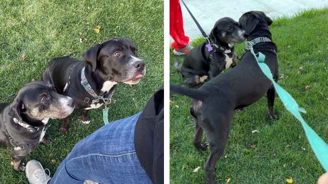 Perro de un refugio tiene la reacción más dulce al reencontrarse con su hermana