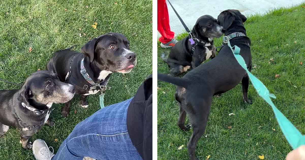 Perro de un refugio tiene la reacción más dulce al reencontrarse con su hermana