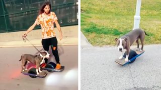 Perro rescatado descubre una mejor y emocionante alternativa a caminar
