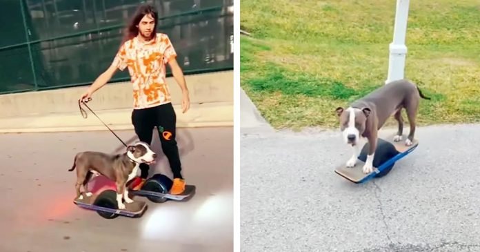 Perro rescatado descubre una mejor y emocionante alternativa a caminar