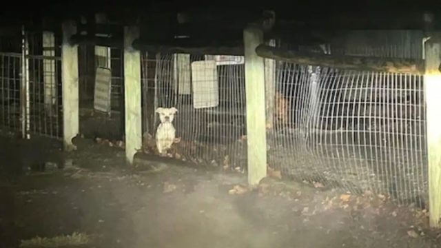 Perrita encontrada llorando parque perros