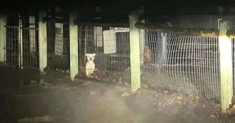 Perrita encontrada llorando parque perros