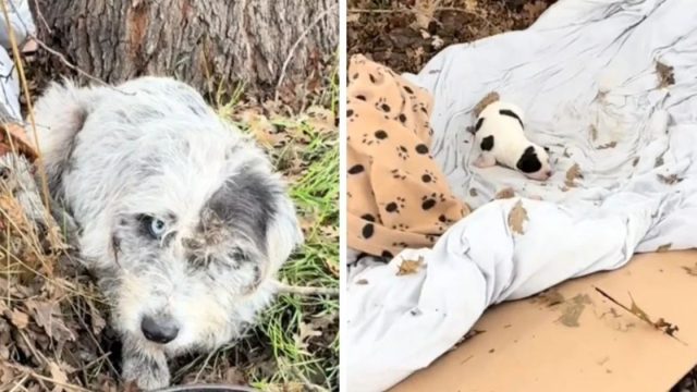 Perrita encontrada protegiendo a su cachorro
