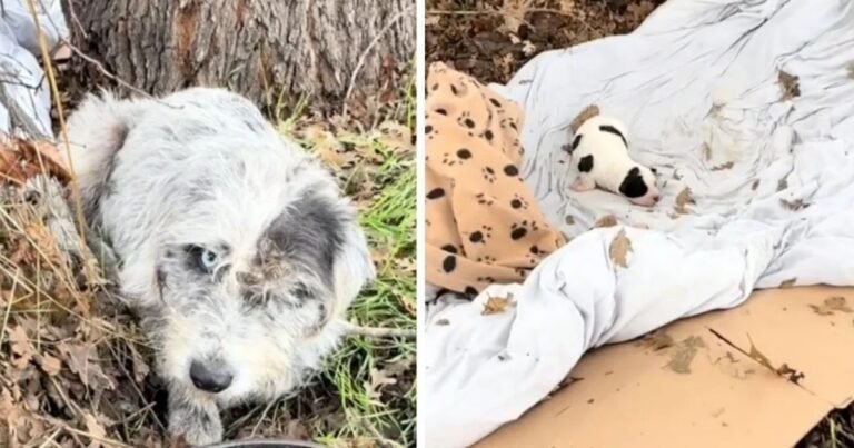 Perrita encontrada protegiendo a su cachorro