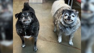 Perros fueron abandonados despues de 12 años