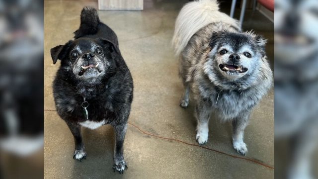 Perros fueron abandonados despues de 12 años