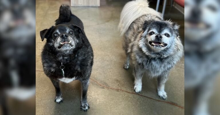 Perros fueron abandonados despues de 12 años