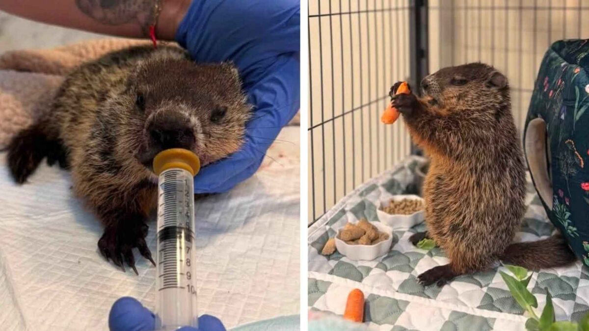 Imagen dividida de una marmota siendo alimentada con una jeringa y al otro lado la misma marmota ya comiendo fruta ella sola