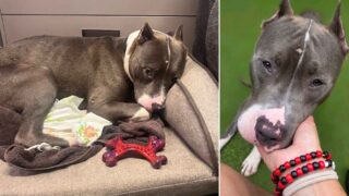 Pitbull con apariencia triste acostado en su cama