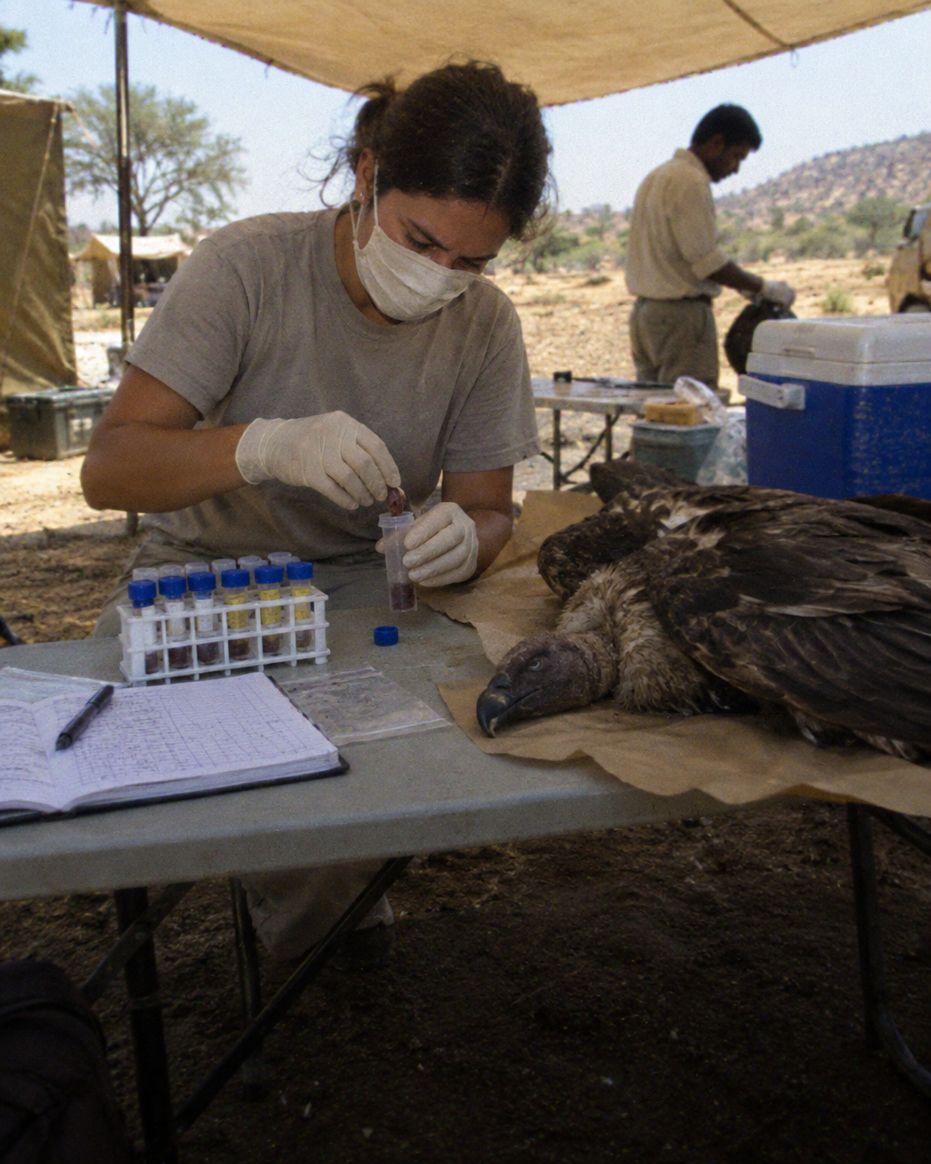 Veterinario de campo con guantes y mascarilla examina un buitre muerto sobre papel extendido en una mesa plegable
