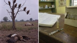 El analgésico de vaca que casi acaba con los buitres de India