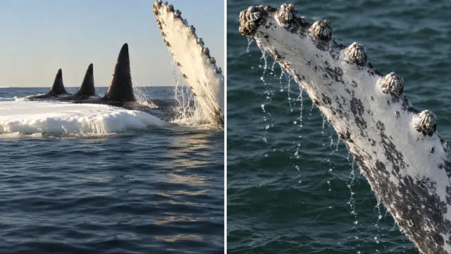 La foca que escapó de las orcas sobre el pecho de una ballena jorobada