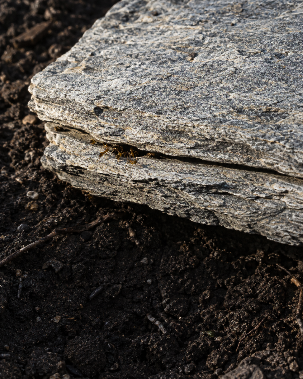 Piedra gris laminada, abierta entre dos capas sobre tierra oscura, con varias hormigas diminutas de color pardo amarillento reunidas en la rendija