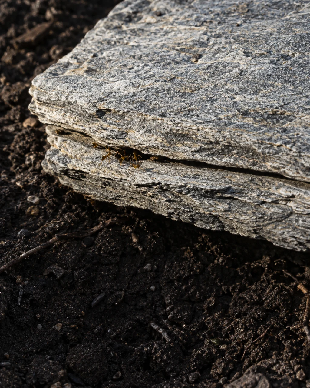 Piedra gris laminada, abierta entre dos capas sobre tierra oscura, con varias hormigas diminutas de color pardo amarillento reunidas en la rendija