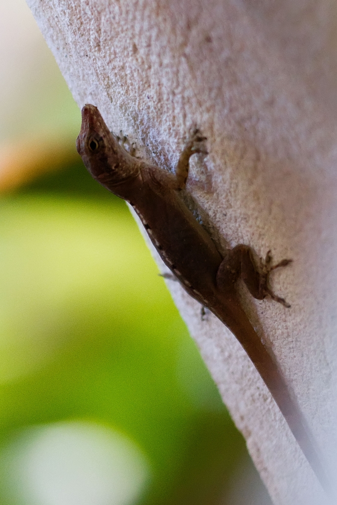 Un macho de la lagartija Anolis scriptus