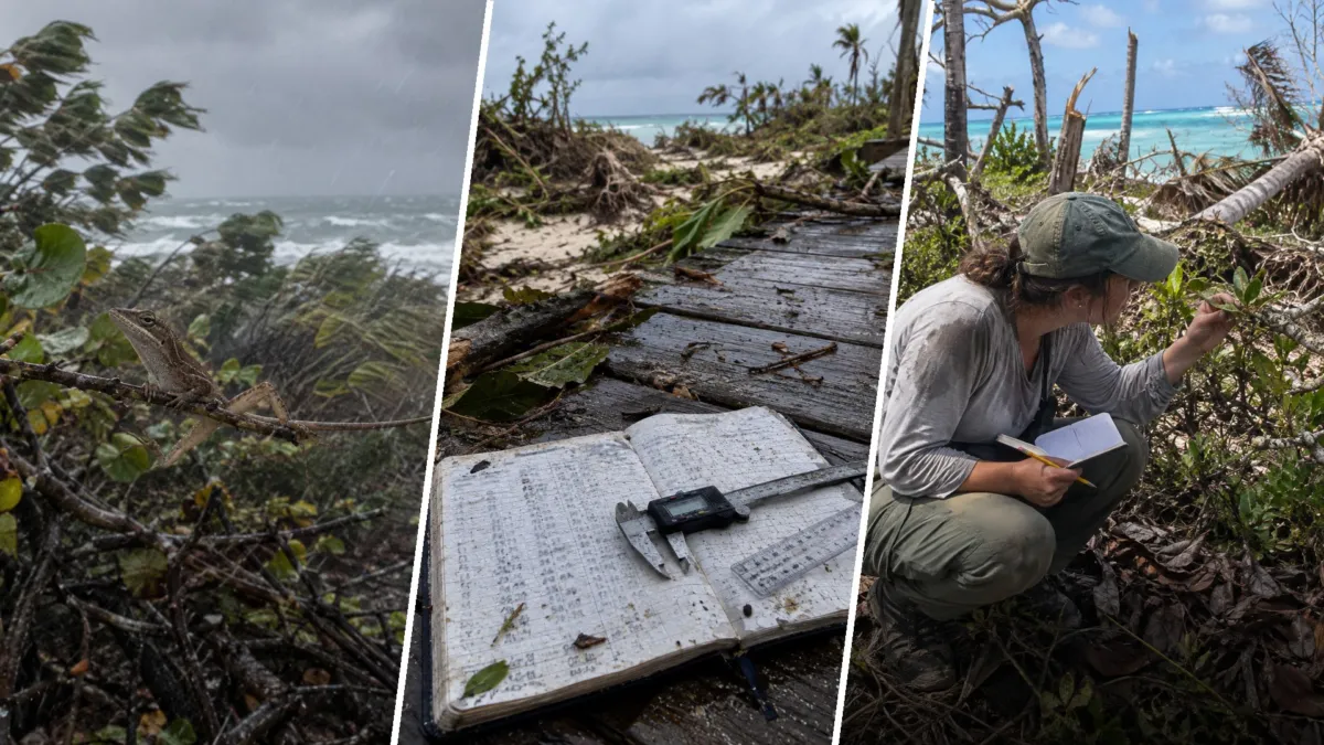 Los huracanes Irma y María eligieron qué lagartijas vivirían, y un equipo de Harvard las había medido días antes