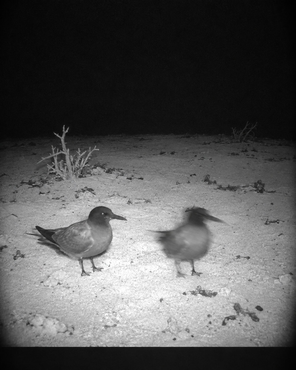 Fotograma nocturno en infrarrojo de una cámara trampa: arena de coral casi desnuda, vegetación muerta y dos charranes sobre el suelo vacío