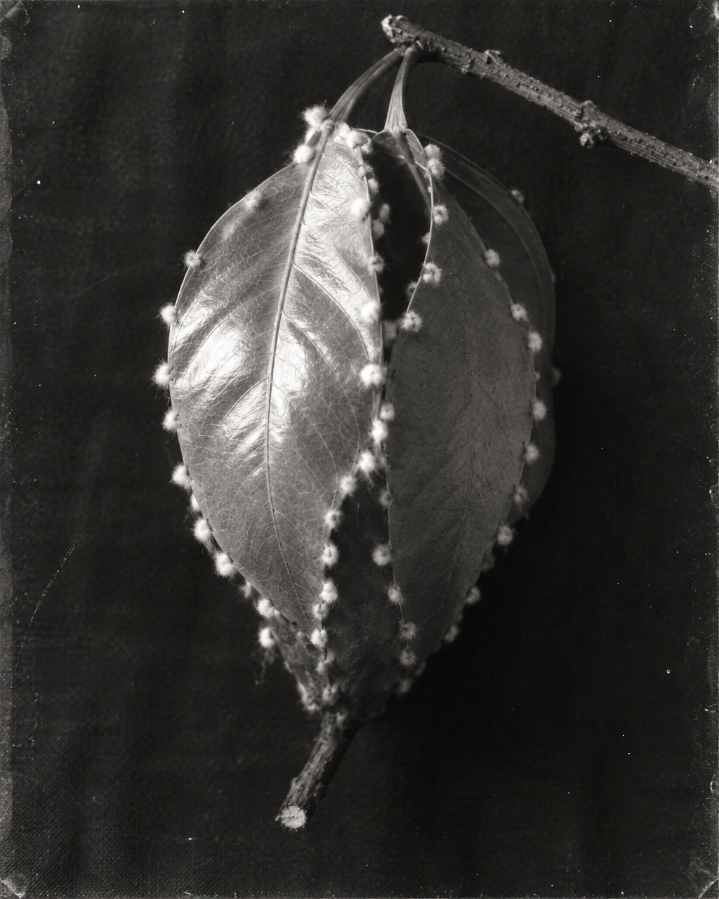 Nido de pájaro sastre formado por hojas anchas unidas por sus bordes, sujeto a su rama y apoyado sobre una tela oscura, en blanco y negro con aspecto de placa fotográfica antigua