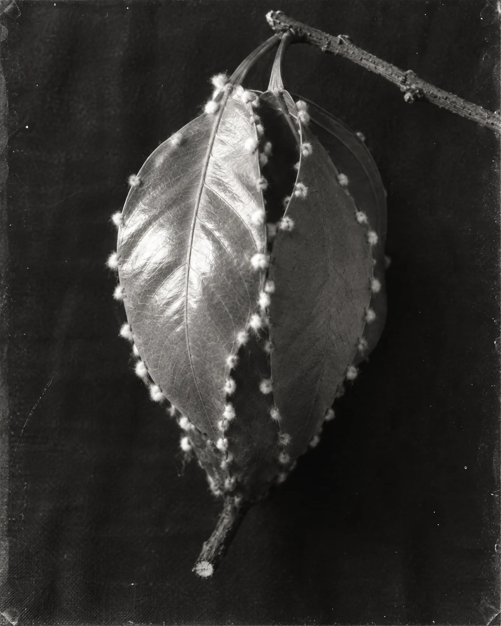 Nido de pájaro sastre formado por hojas anchas unidas por sus bordes, sujeto a su rama y apoyado sobre una tela oscura, en blanco y negro con aspecto de placa fotográfica antigua