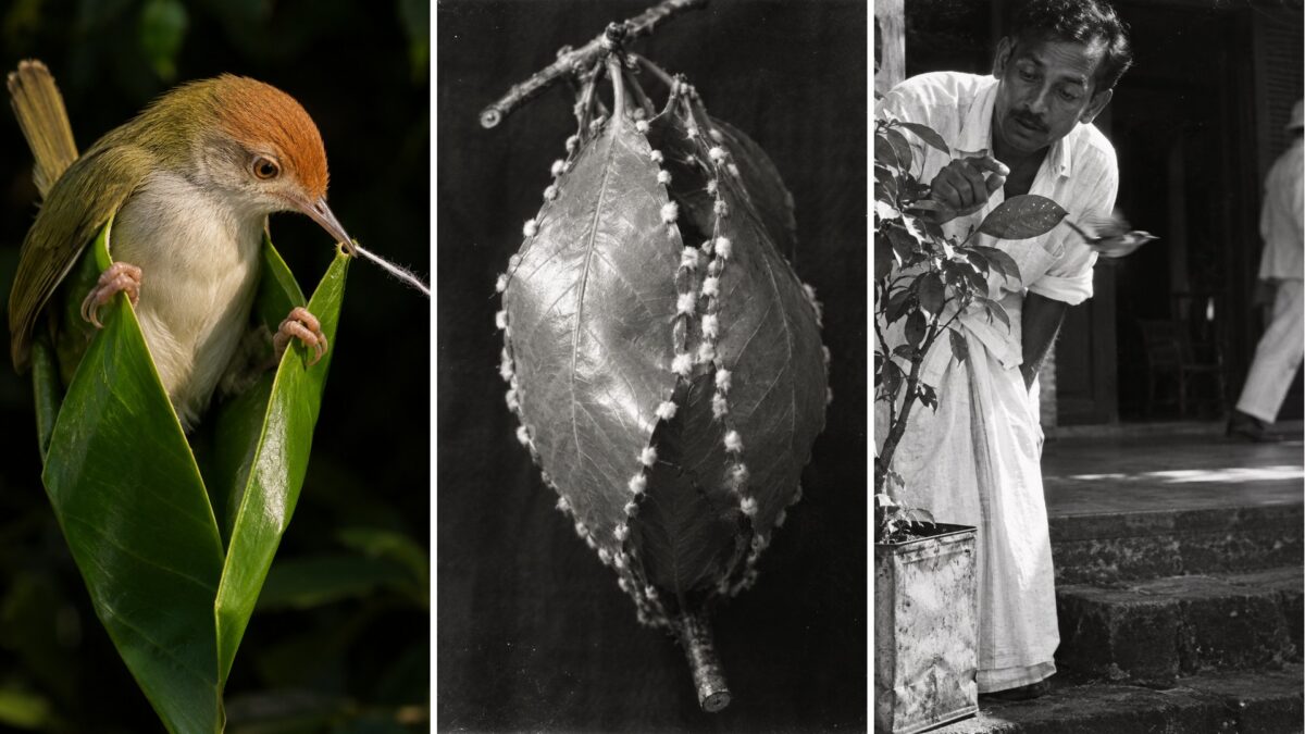 El pájaro sastre cose su nido con hasta 200 puntadas y ni un solo nudo