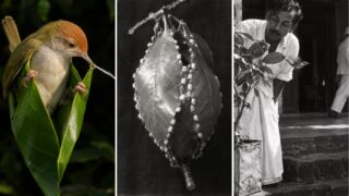 El pájaro sastre cose su nido con hasta 200 puntadas y ni un solo nudo