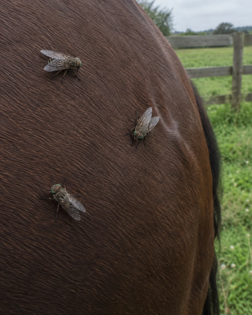 Primer plano del flanco de un caballo de pelaje castaño oscuro y liso, con tres tábanos de grandes ojos verdes y bronce posados; uno baja el aparato bucal hacia la piel