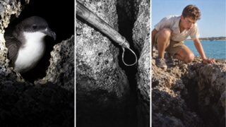 Durante 330 años se dio por extinto al petrel de Bermuda. Hasta que un lazo entró en una grieta