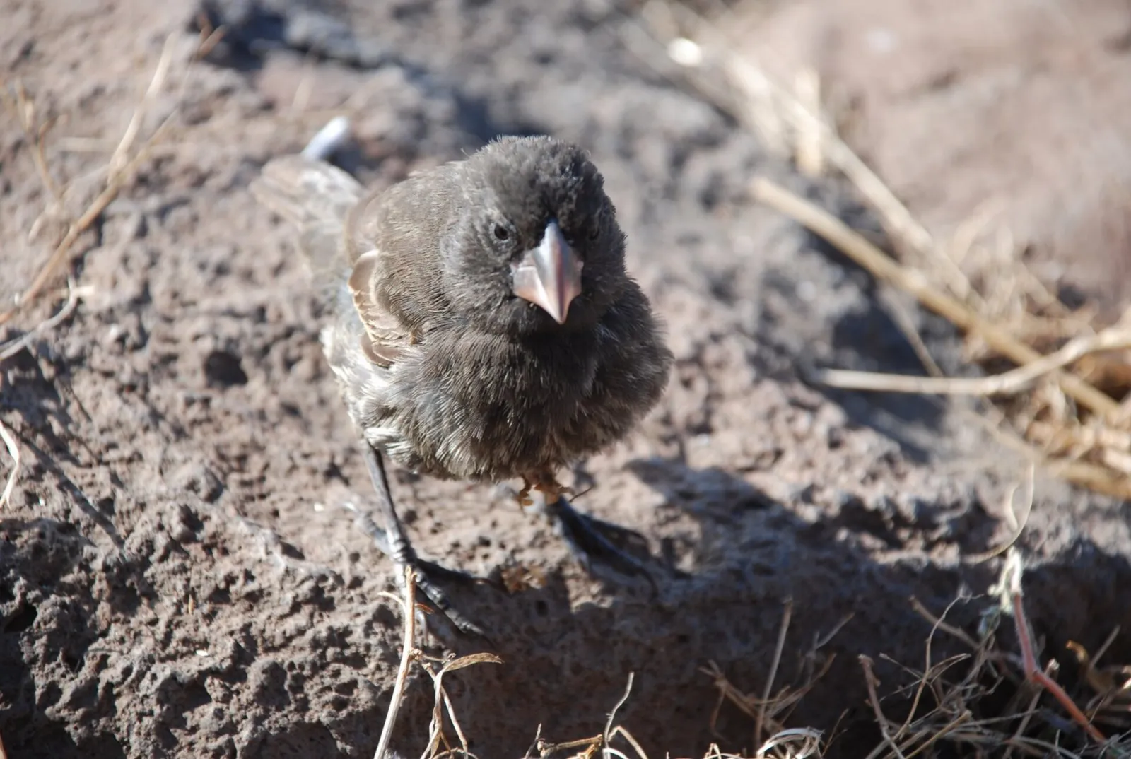 Pinzón grande de cactus de plumaje oscuro y pico grueso posado en la isla Española, Galápagos