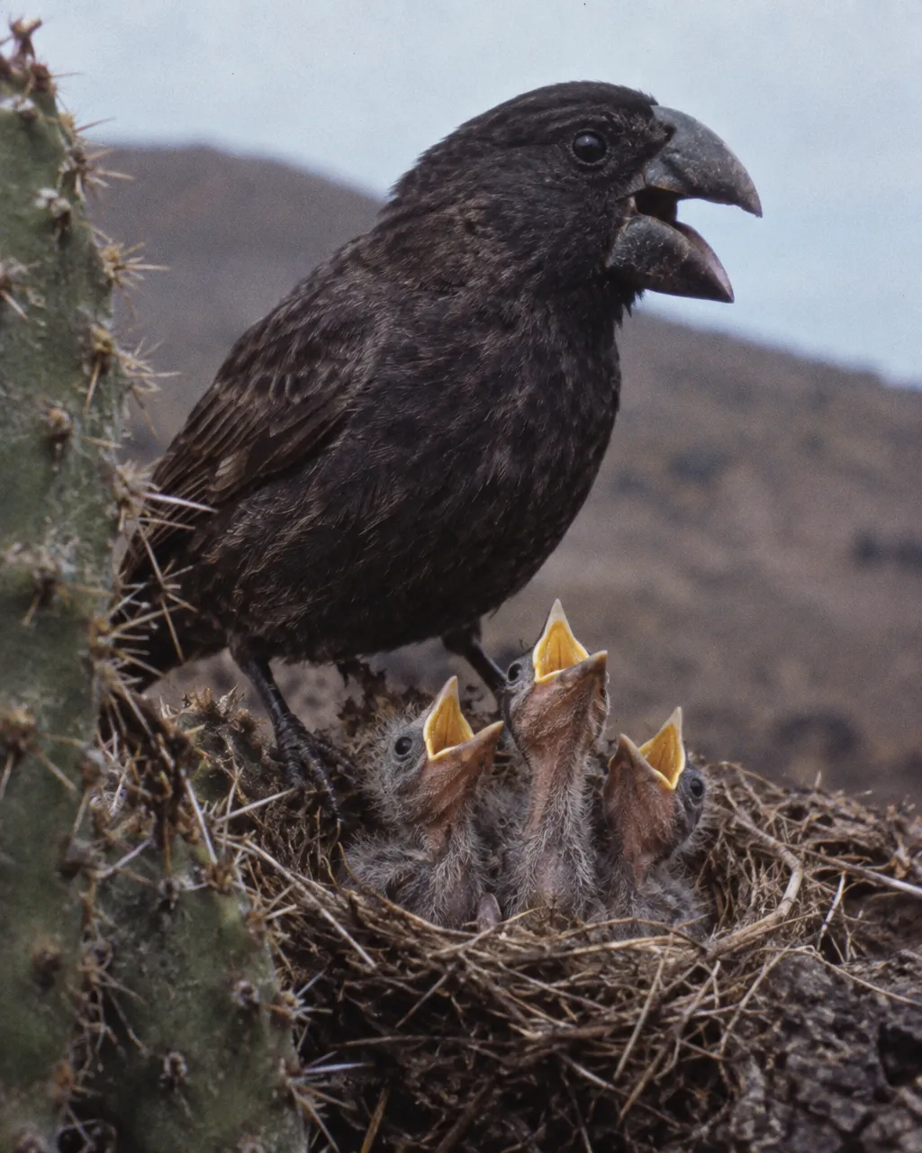 Un pinzón negruzco de pico cónico y macizo canta con el pico abierto, posado en el borde de su nido junto a un cactus