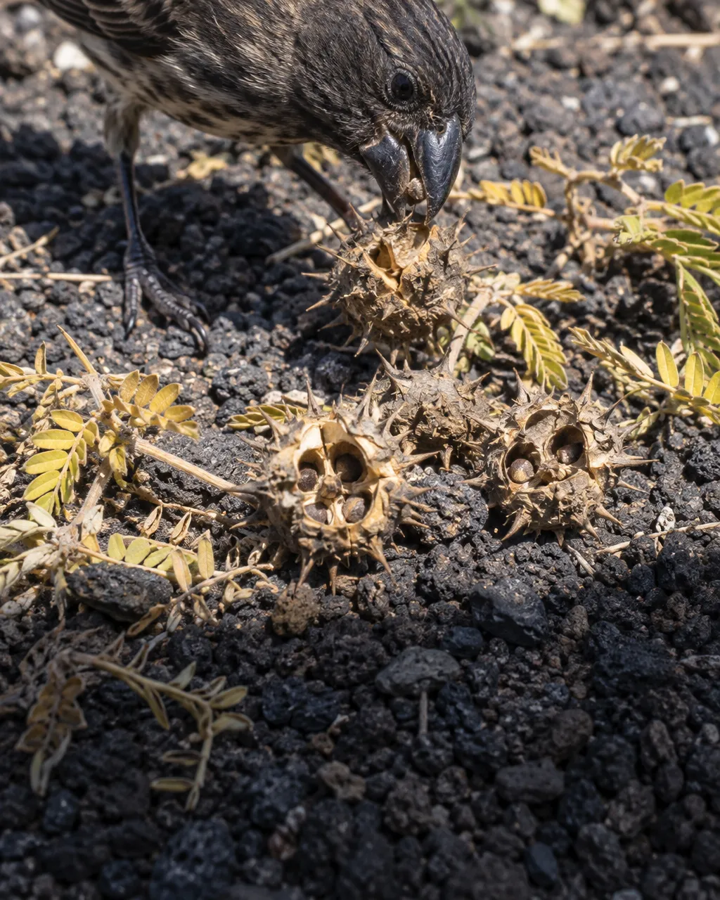 Frutos leñosos y espinosos de Tribulus cistoides sobre grava volcánica oscura, algunos partidos con las semillas a la vista, y un pinzón de pico profundo mordiendo uno