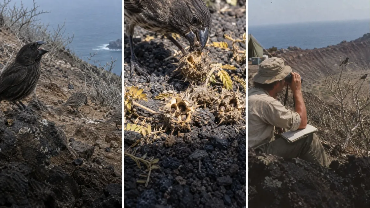 Dos científicos vieron nacer una especie en Galápagos, y todo empezó con un pinzón forastero