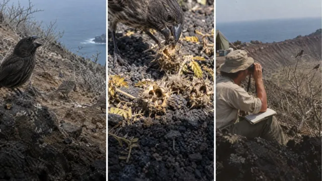 Dos científicos vieron nacer una especie en Galápagos, y todo empezó con un pinzón forastero