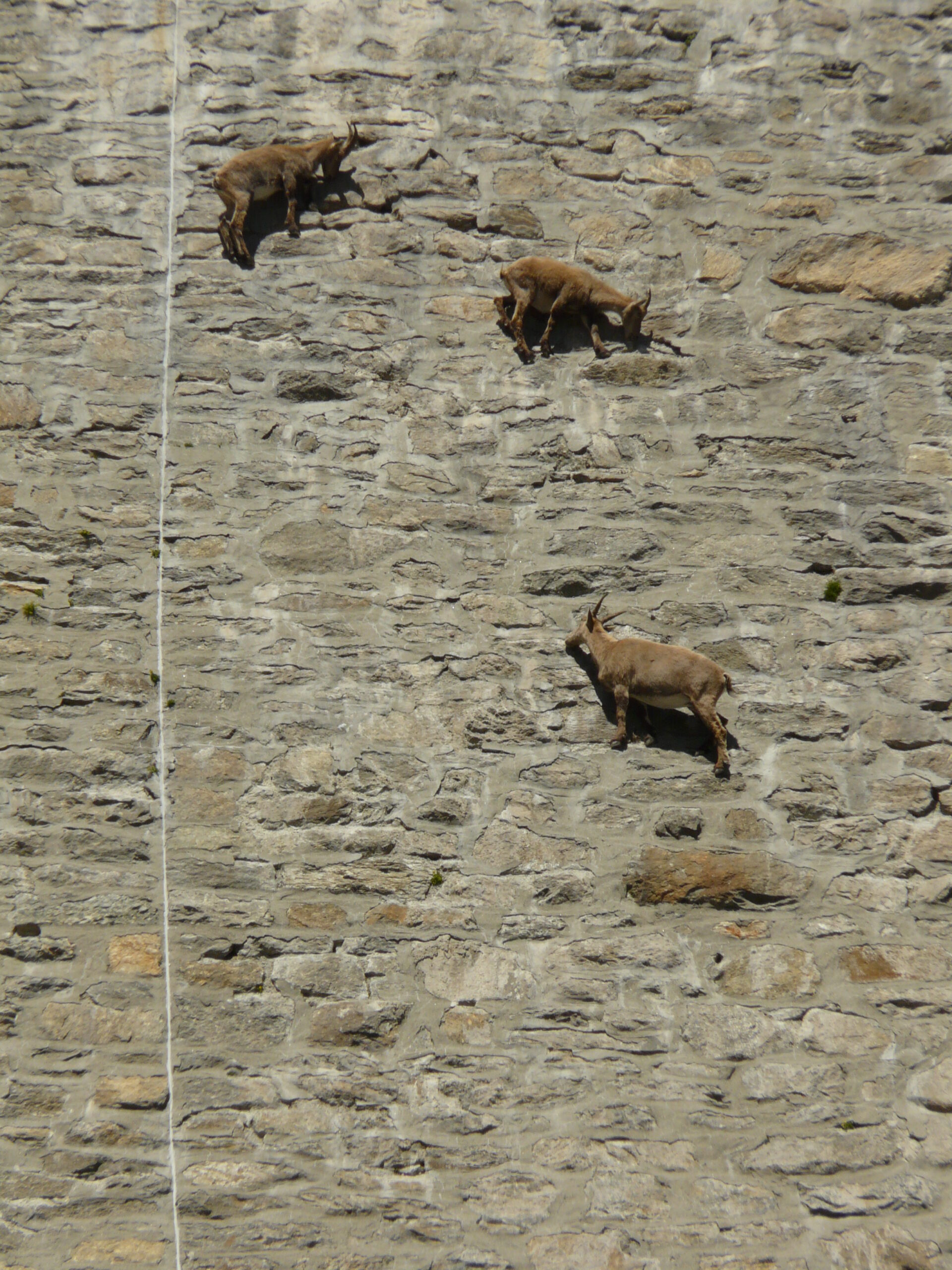 Tres íbices de cuernos cortos pegados al muro de piedra de la presa del Cingino, lamiendo la mampostería