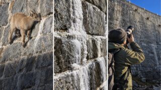 Íbices en un muro casi vertical: por qué las crías llegan donde los machos grandes no